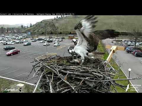 Louis Delivers Trout to Iris on Nest, April 9, 2018 | Hellgate Ospreys