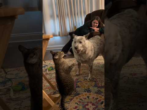 FUNNIEST Cats Vs Dogs🤣 (Cute!)