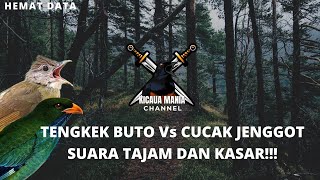 Download lagu Masteran Tengkek buto vs cucak jenggot || Kicau Mania Channel mp3