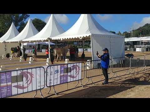 Setzi Saddles, 🐎 for course!