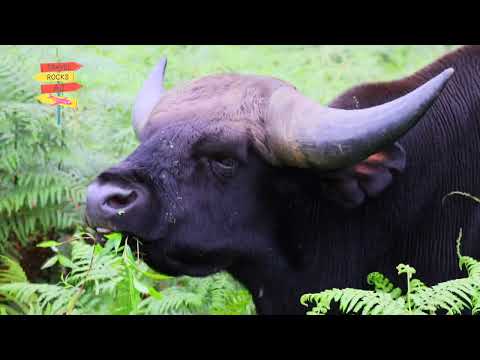 Mithun, The state animal of Arunachal Pradesh