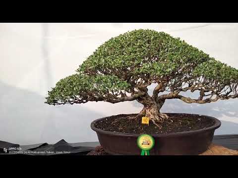 bonsai pamnas Tuban 2022