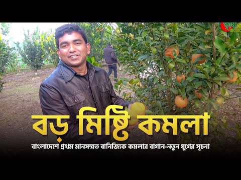 বড় মিষ্টি কমলা(এক্সপোর্ট কুয়ালিটি))- বাংলাদেশে প্রথম মানসম্মত বানিজ্যিক কমলার বাগান-নতুন যুগের সূচনা