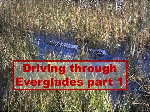 Driving through Everglades part 1 - Miami - Florida travel
