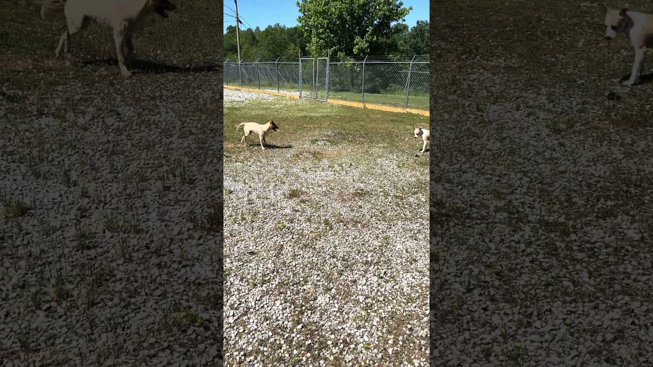 Summer very sweet!, a Adoptable Mixed Breed in Kokomo, IN video 6/6