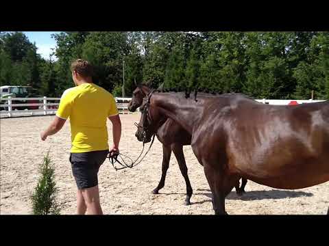 Electra Minka Filly by Baloutaire PS x Numero Uno x Guidam