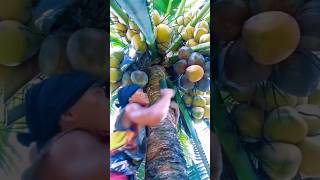 Download lagu Panen manual Buah Kelapa di Atas Ketinggian mp3