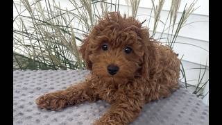 Video preview image #2 Poodle (Toy) Puppy For Sale in ARTHUR, IL, USA