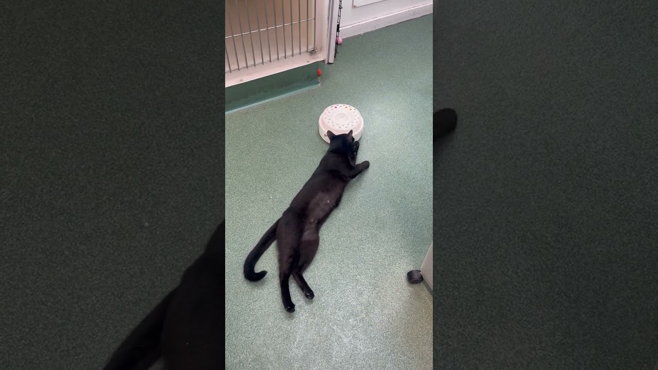 Enlarge Mama Mia, a Adoptable Domestic Short Hair in New Fairfield, CT video 6/6