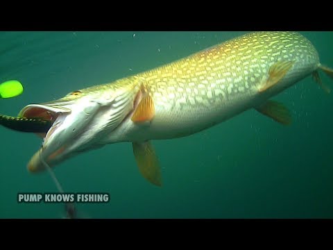 Big Pike Smashes Flatnose Shad - EJ LURES - Underwater Footage