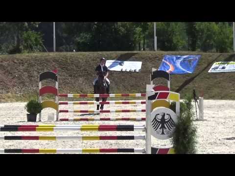 Diacento 4 jähriger Hengst ( Diarado*Chacco Blue)