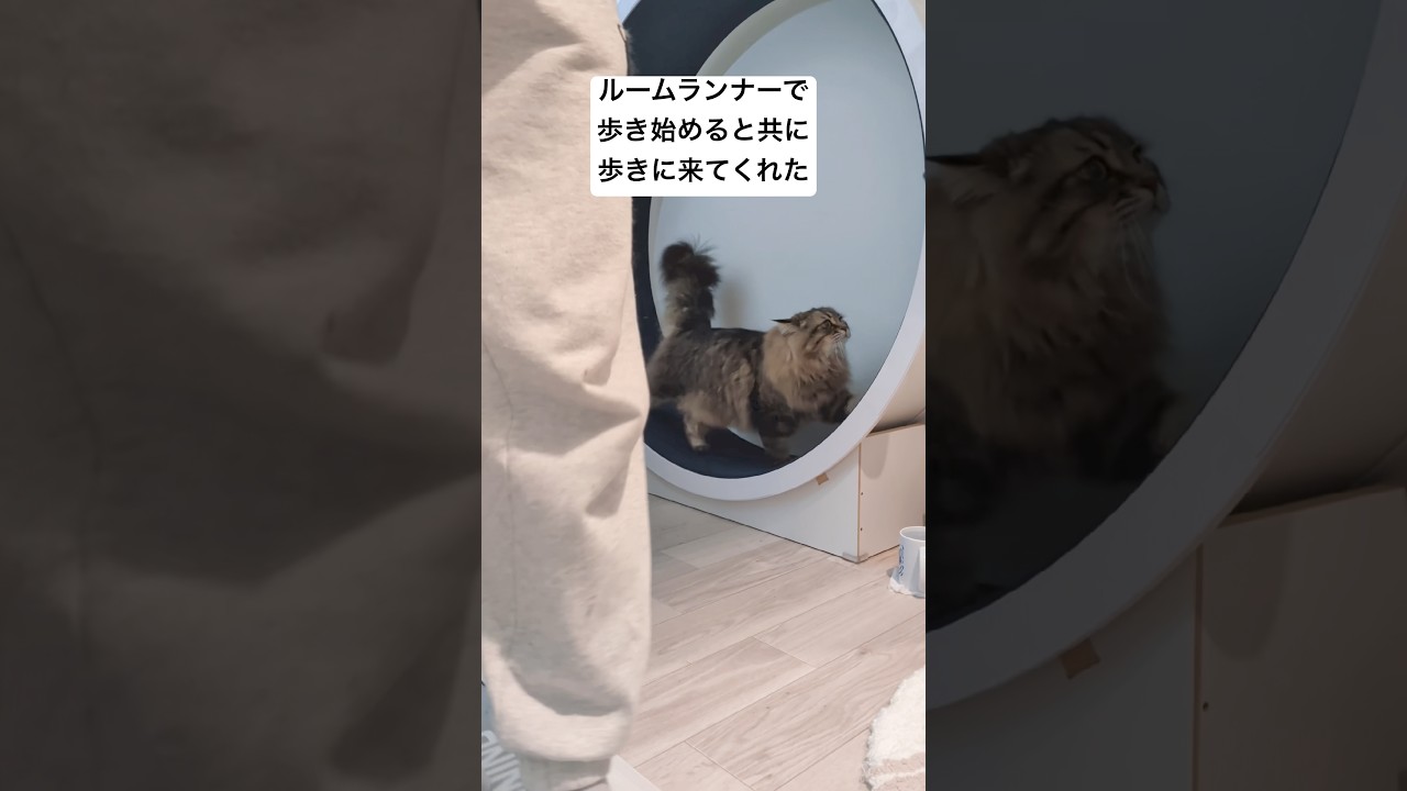 今日もとなりで一緒に歩いてくれた #サイベリアン #cat #ヤマネコ #ルームランナー #キャットホイール