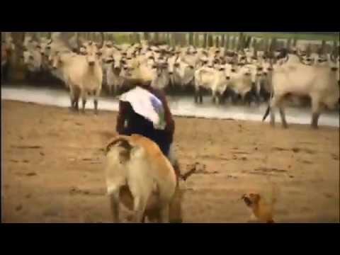 Este Es Mi Llano Pariente  | ANGELLO JESMY