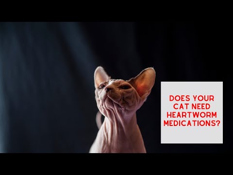 Does your Cat Need HEARTWORM Medication?