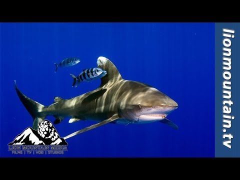 Oceanic Whitetip Shark gets too close for comfort.