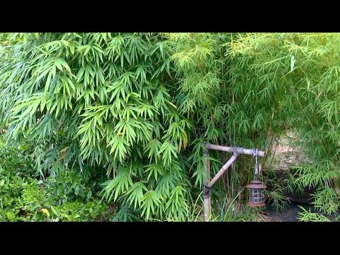 download lagu mp3 mp4 Clumping Bamboo Virginia, download lagu Clumping Bamboo Virginia gratis, unduh video klip Clumping Bamboo Virginia