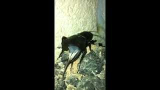 צרצר דו כתמי ("צרצר השדה") מצרצר - Gryllus bimaculatus (Field cricket) chirping