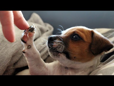 Funny Dogs and Cat | Funniest Pets | Anusha HW channel