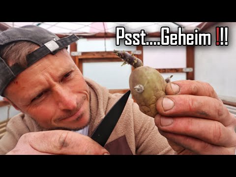 Endlich GROSSE Kartoffeln 🥔: Trick aus Kanada! 🇨🇦