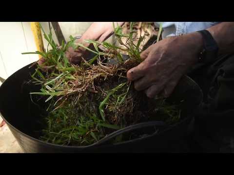 Buffalo Lawn Repair -Burke's Backyard, How To