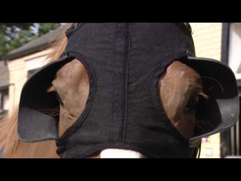 BCS TV - The Armchair Jockeys on Headgear