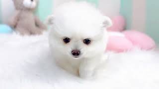ハーフ犬の動画01
