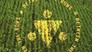 Between The Rows-Gravesong