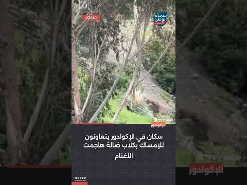سكان في الإكوادور يتعاونون للإمساك بكلاب ضالة هاجمت الأغنام