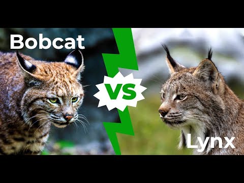 Bobcat vs lynx: 4 Key Differences Explained