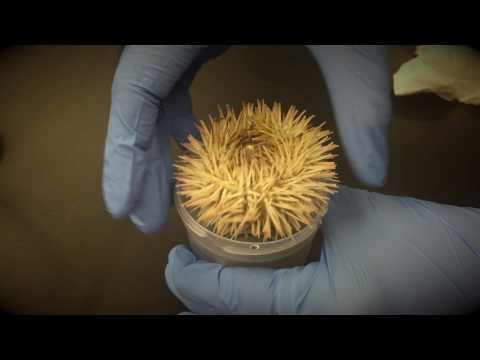 GMercyU: Invasion of the Sea Urchins