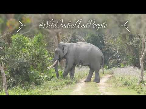 Elephant mating: Kaziranga's Tall Tusker