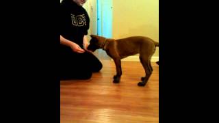 Envy learning shake and roll over