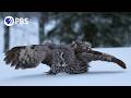 How Great Grey Owls Hunt Hidden Prey