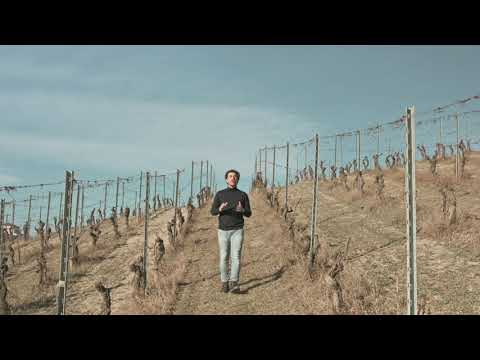 Regolare la Produzione in Vigna dalla Potatura.