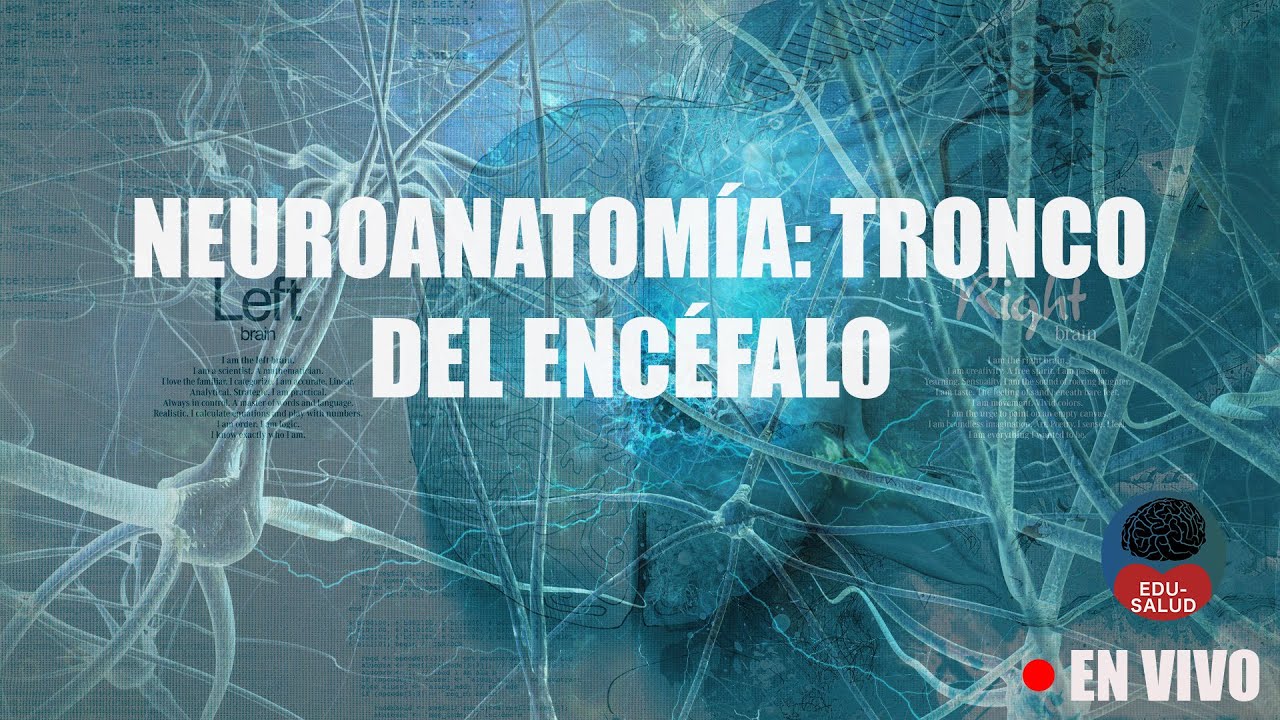 [DIRECTO] Neuroanatomía y fisiología integrada: Mesencéfalo y Protuberancia | Tronco del encéfalo