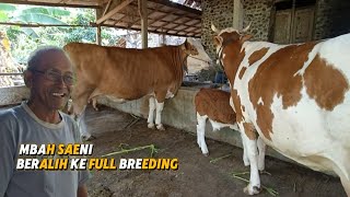 Download lagu Sudah Lama Tidak Ke kandang Sapi Ini, Sekarang Full Breeding‼️ mp3 Download lagu Sudah Lama Tidak Ke kandang Sapi Ini, Sekarang Full Breeding‼️ mp3