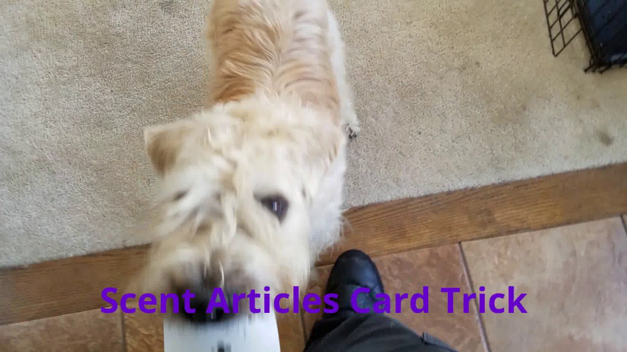 YouTube video preview