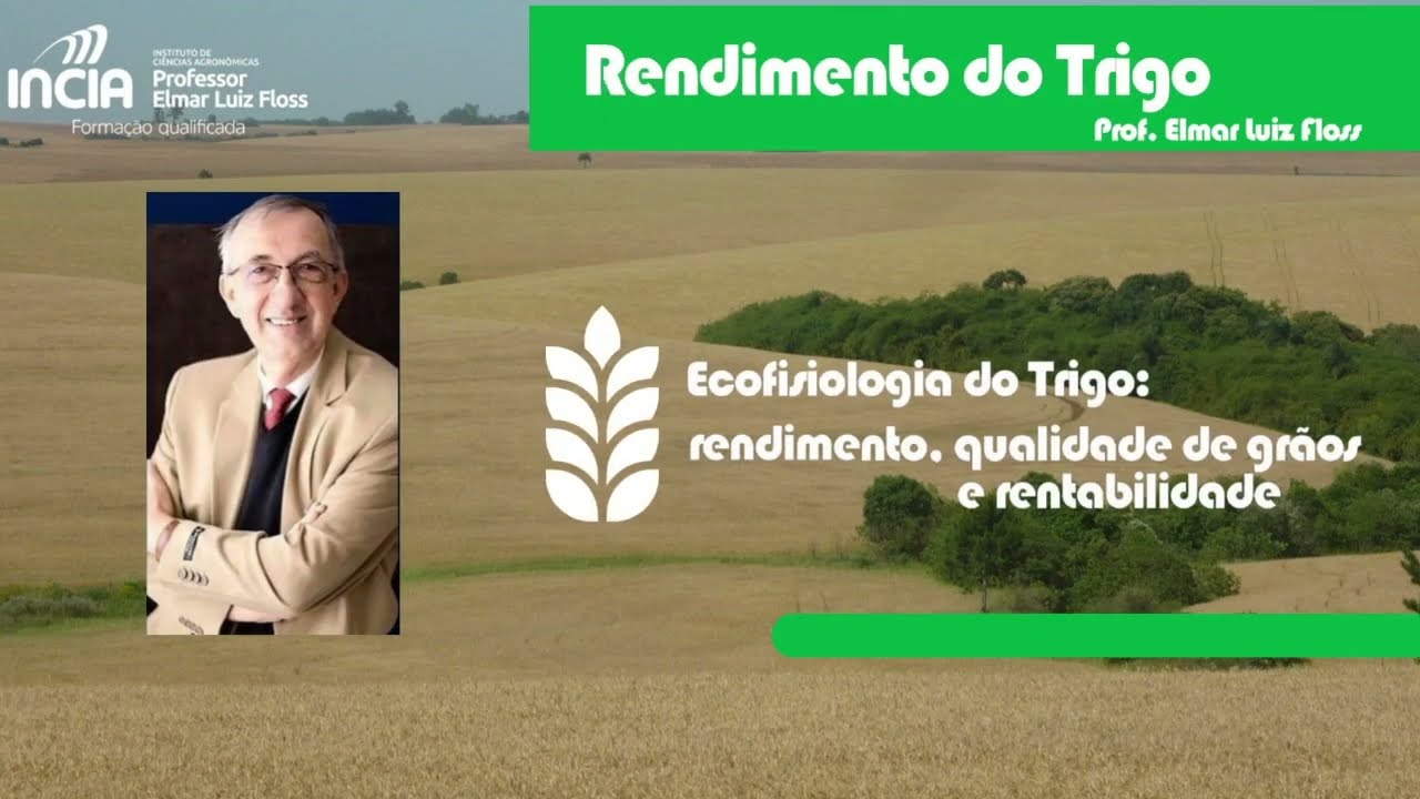 Rendimento  do trigo - Prof. Dr. Elmar Luiz Floss