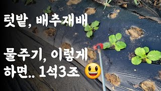 배추 어릴때, 물주기 이렇게 하면 일석삼조입니다 
