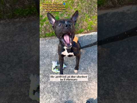 COSMO - see video, an adoptable American Bully in Marietta, GA_image-1