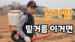 감자밭 밑거름 이거면 주렁주렁 굵게