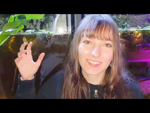 Efeu - eine unterschätzte Kletterpflanze bzw. Zimmerpflanze