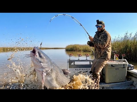 They Said GIANT CATFISH Don't Live in This Water