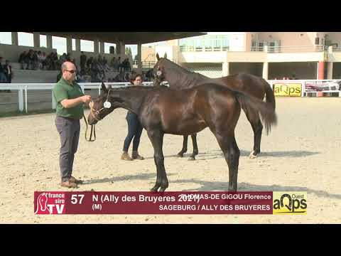 Show AQPS Ouest 2021 - Lot  57