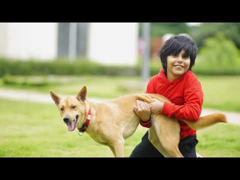 Behind the scenes with Furry Friends of HOH