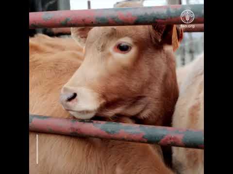 Prévention de la prochaine pandémie zoonotique