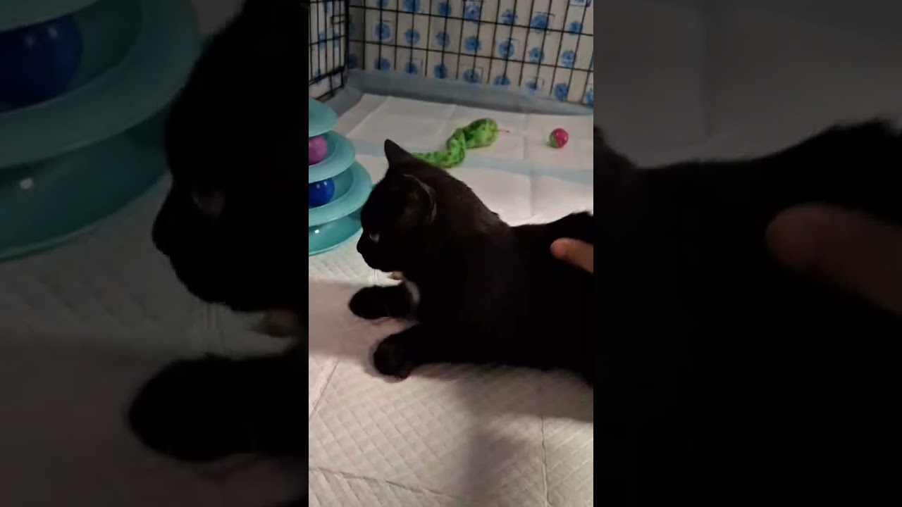Enlarge Swede, a Adoptable Domestic Short Hair in Fairfax, VA video 2/2