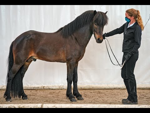 FIZO Kronshof 2020: Myrkvi vom Kronshof
