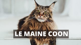 Maine coon : Tout savoir sur le maine coon chat