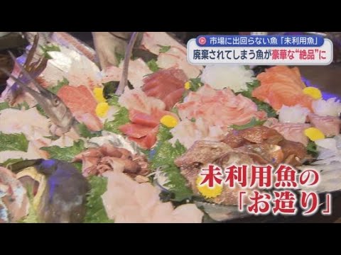 YouTube Video 捨てられる「未利用魚」でお造りを…「臭みもなくて食べやすい」　将来の水産資源確保狙いイベントを企画　浜松市